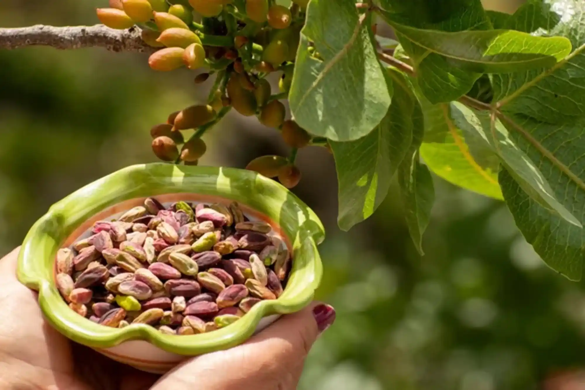 Where Did Pistachios Come From (2)