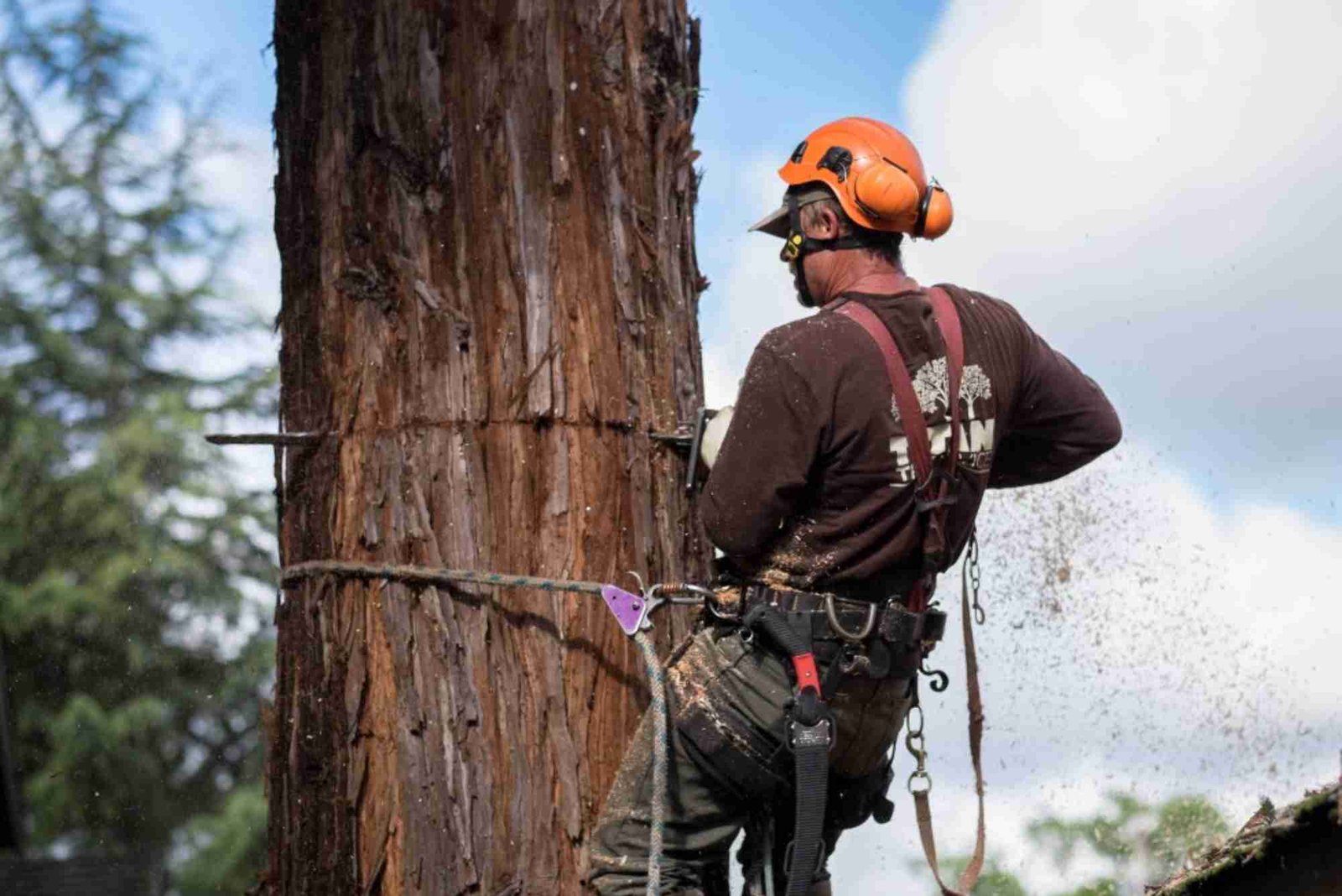 Tree Service in Oak Park, IL